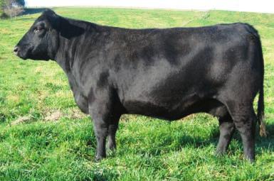 Cream of the Crop Females MCATL Pure Product 903-55 - $39,000 maternal brother to Lot 59.
