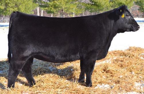 Cream of the Crop Females 62 Musgrave Blackbird 1215 - Lot 62 Musgrave Blackbird 1215 Birth Date: 1-22-2012 Cow 17334201 Tattoo: 1215 Connealy Final Product Connealy Product 568 MCATL Pure Product