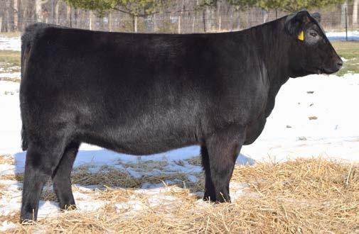 Sedgwicks 1483 Drover Hobbs Bando Blackbird 77 I+1 I+2.1 I+60 I+113 I+22 NR N/A I+.49 I+.30 +31.70 +74.30 1-99 An excellent looking, powerful cow prospect from the cream of our crop.