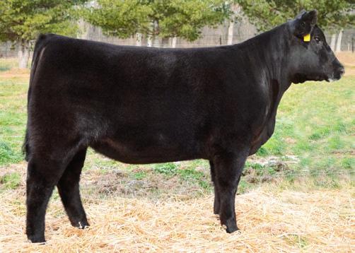Bell 577 TM +4 +.9 +56 +100 +24 NR N/A I+.65 I+.62 +31.10 +86.56 2-105 Pilgrim daughters should make excellent cows as his mother is an outstanding producer.