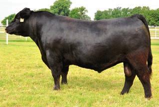 Selling 3 embryos sired by Musgrave Foundation, Reg. No. 17095762. Selling 3 embryos sired by the $235,000 Connealy Earnan, Reg. No. 16969555. MCATL Pure Product 903-55 - Son of Donor BB.