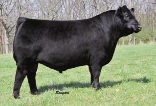 Elite Embryos Musgrave Boulder - Sire of Lot 71. +4 +1.8 +61 +111 +36 +.38 +.61 +37.06 +77.52 Musgrave Foundation - Sire of Lot 72. +5 +.6 +65 +107 +35 +.39 +.24 +41.45 +66.