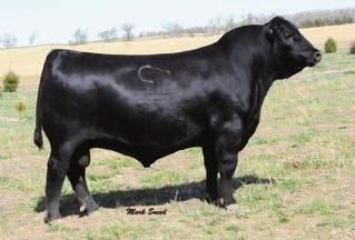 Her production s alone earn her as donor quality: birth 3@94, weaning 3@110, yearling 3@106. Her only son to sell brought $9,000 in last year s sale going to G&J Cattle, IL. Don t miss out here!