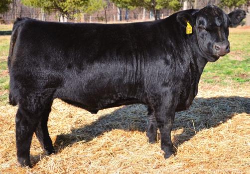 Herd Sire Prospects 5 Musgrave Pure Pro 142-386A - Lot 5 Musgrave Pure Pro 142-386A Birth Date: 1-14-2012 Bull 17335636 Tattoo: 142 SIRED BY: MCATL Pure Product 903-55 SCR Prim Lassie 80634 SCR Prim
