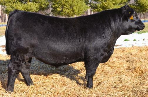 +.8 +70 +146 +33 +.35 +.76 +32.48 +93.68 Identity was the top-selling bull at $59,000 in Bud Koupal s 2011 sale, SD, going to Whitestone Krebs, NE.
