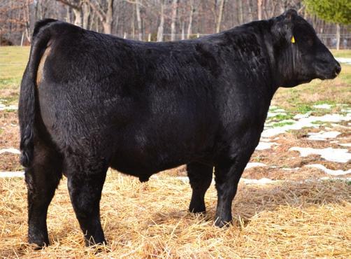 Herd Sire Prospects 20 Musgrave Identity 742-965 - Lot 20 Musgrave Identity 742-965 Birth Date: 2-2-2012 Bull 17264779 Tattoo: 742 SIRED BY: Koupals B&B Identity #Connealy Forefront #Connealy