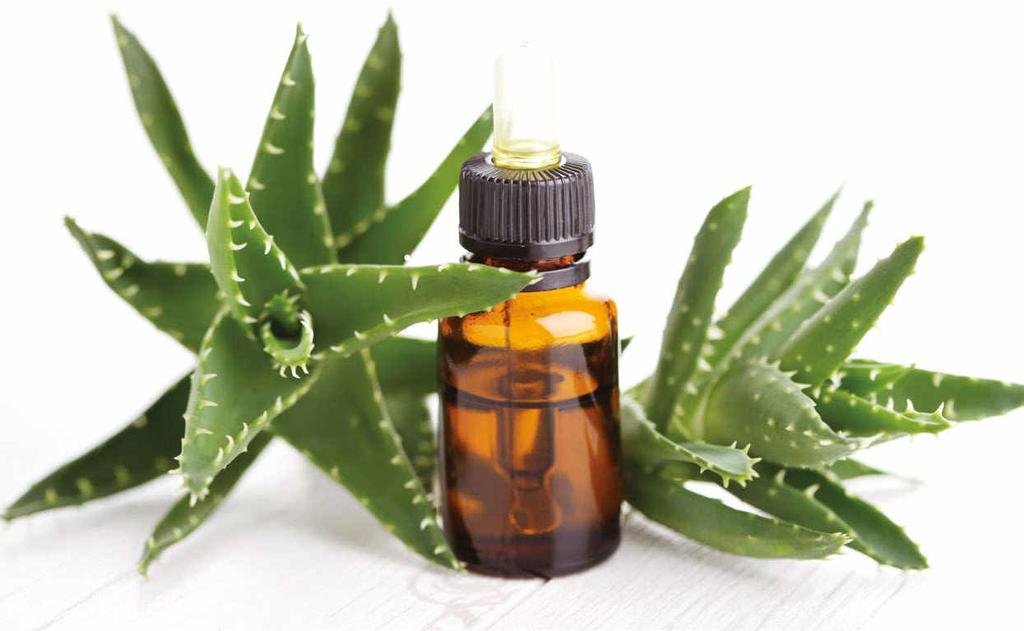 Serving the cosmetic, food, nutraceutical and pharmaceutical industries for over 25 years. Concentrated Aloe Corporation (CAC) has emerged as one of the leading providers of natural raw materials.