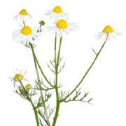 Botanical Extracts CHAMOMILE EXTRACT BOT-CHAMO-01 Description: Chamomile extract 20% in a base of glycerin & water.