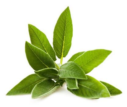 SAGE EXTRACT BOT-SAGE-01 Botanical Extracts Description: Salvia Officinalis (sage) derived from the leaves and whole plant of sage. Contains 20% extract dissolved in water and glycerin.