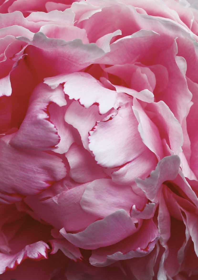 THE NEW Beauty Hit List ROSE