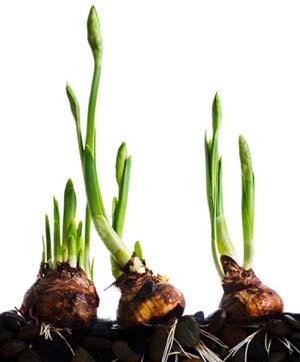 RF-DCELL Flower bulbs produce substances that enable their survival in frozen ground Dormancy factor has proven