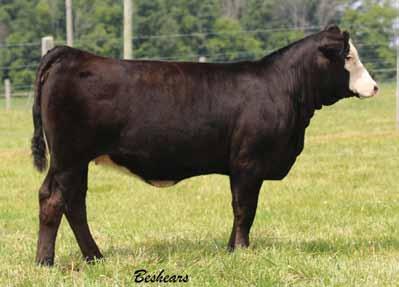 maker, 3C Roulette. Dyna Leigh s Angus mother is no slouch either.