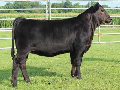 People always say this one will make a great cow but this female is a sure bet. If you want to be in the cattle business for a long time, she will keep you there. JUNIORS!