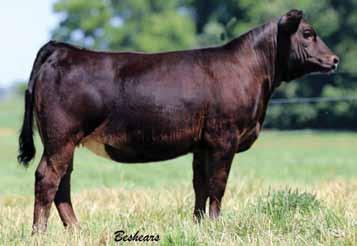 great examples of why Silk is a donor and will continue to be a feature donor at Beshears Simmentals.