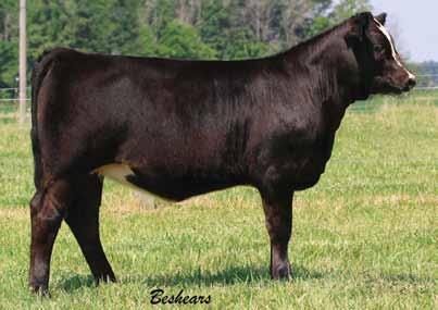 Her dam was our selection from the 2014 Factory Direct Sale and we are extremely excited about the future of this young female.