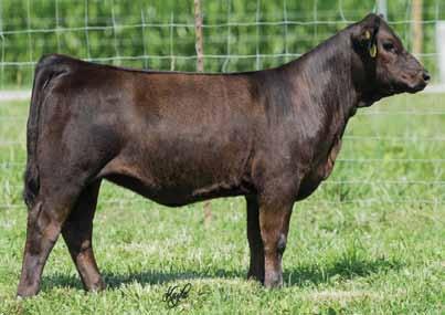 has been known as rocking the beer gut. Her sweeping under carriage, moderation, and fleshing ability make this female an exciting option, ensuring a low input, easy keeping female.