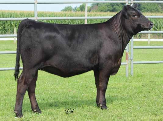 Her dam, CWT Danni Z6, was co-high selling half blood a few years back at the Field Of Dreams Sale and went on to be quite the show heifer winning everything in Tennessee and surrounding areas.