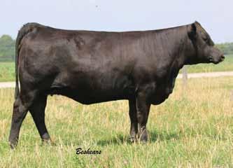C2 is a powerfully constructed lady made from the same mold as her mom. C2 is bred to the Grand Champion Bull at the 2015 Louisville Show, CAJS Blaze Of Glory. A.I.