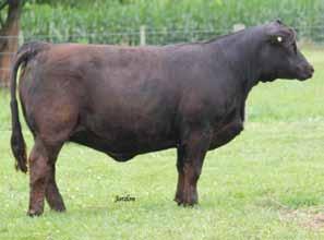 95 50 66.10 11 18 43 24 11.15 Carcass #s: 7.65 -.35.05 -.05.65 131 63 Whispering Oaks Simmentals If you are looking for a big centered, extremely maternal female to add to your program, look no further.