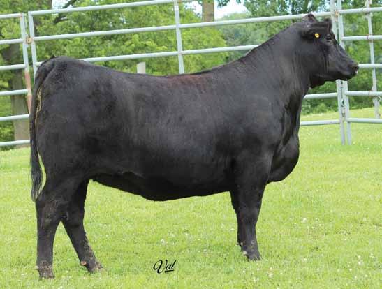 83 Harkers Candy Rose C111 Available Sale Day AAA#18204043 Purebred Angus Tattoo: C111 BD: 1-7-15 Adj. BW: N/A Adj.