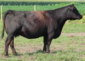 If you could picture a 100 cows stamped like this, then wow! This is one sharp dressed cat. We have kept every daughter out of 2821Z.
