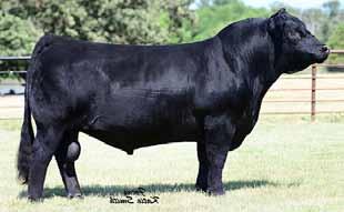 Martin Family 2016 Reserve Grand Champion SimAngus Cow Calf Pair Harkers