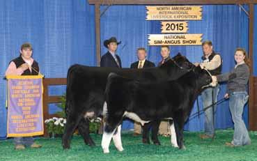 Royal PCC Missie B8 Shown by the Kitzerow Family 2015 Reserve Champion