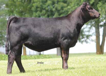 making! Knockout 460C is everything you would want in a bred. Backed up by one of the great cows in the industry and yet could stand alone on her own merit.
