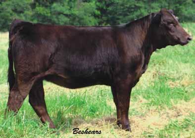 NLC Upgrade U8676 HF Queenie Triple C Queens Supreme Hobbs Farms Queenie Too is a Combustible heifer that just grows on you. Big, square hipped and powerful, yet still able to get around.