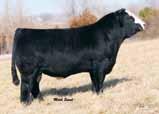 99 106 59 Beshears Simmentals Francis is a daughter of the always popular Combustible bull. She is hairy, sound and smooth made.