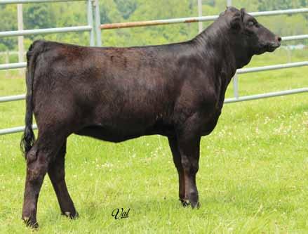 set of Combustible x T107 females. One of those went on to be many time champion for the Reiboldt family and Seth Johnson. The offering in 2015 is no different.