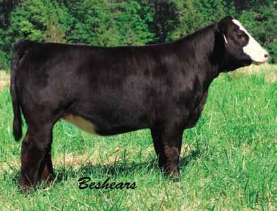 HOC Broker Sire 22 Beshears Simmentals When you sell cattle, you are often asked if they are as good as they look in the pictures. The answer here is YES.