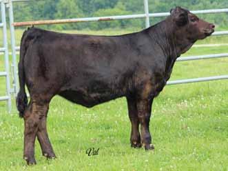 53 112 67 Hobbs Farms Cora is an Uprising out of one of our best young cows. We really love this heifer.