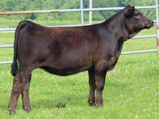 32 TNGL Hopes Jazz C827 ASA#Pending Polled Black Purebred Tattoo: C827 BD: 2-11-15 Act. BW: 75 Act. WW: N/A AJE/HS/MBCC Hope Floats Dam EST. 6 2.9 65 94 6 26 58 * 12.0 30.0 -.33.29 -.07.75 109 67 Mr.
