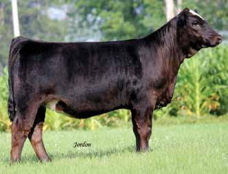 Powerdrive M61 Harker Simmentals Carlee is a super attractive Icon daughter that is destined for success!