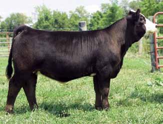 JUNIORS! PLAN NOW TO PURCHASE YOUR NEXT SHOW CHAMPION! 43 TNGL Shimmer C836 ASA#Pending Polled Black Baldy Purebred Tattoo: C836 BD: 3-2-15 Act. BW: 73 Act. WW: N/A EST. 9 1.3 57 83 7 22 50 18 10.