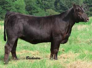 sales admiring elegant opens, however, we hope you can appreciate this bred as much as we do. She is a testament as why we are in the cow calf business.
