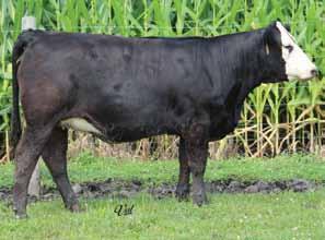 our most consistent cow family, we offer. I couldn t be more excited about this little jewel. She is as close to an exact copy of the old 300K herself. I can only believe that she will be better.