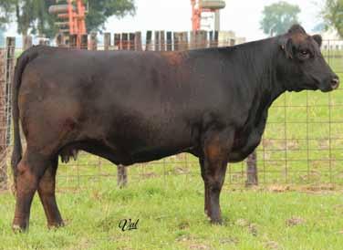 our best producing percentage cows. : Plainview Lutton E102 on 12-26-14 Est. Plan Mating EPDs: 13 -.35 55 90 10 20 48 * 11.25 Carcass #s: 22.95 -.06.61 -.02.21 115 62 Plainview Lutton E102 81 Harkers Olivia Z128 ASA#2637834 Polled Black Purebred Tattoo: Z128 BD: 2-16-12 Adj.
