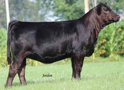 She is out of a powerful Knockout daughter and the now deceased Two Step. I think Two Step daughters will be a hot commodity over the next few years and they will be hard to come by.