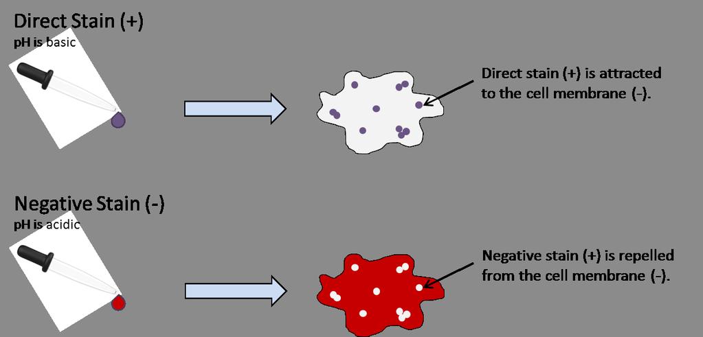 Figure 6. Direct and negative staining. During staining, a thin film of cells called a smear is applied to a blank microscope slide.