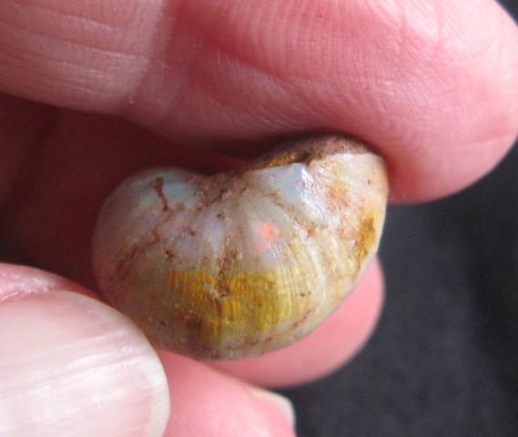 17. $430 IMG_0919 Sea Snail (Euspira) perfect shape beautiful greens 18mm x 13mm x 13.5mm 13.