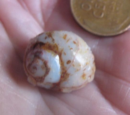 5. $125 IMG_0934 Sea Snail (Euspira) sitting on part shell perfect shape some Greens