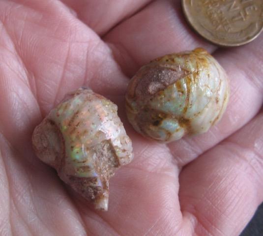7. $190 IMG_0929 Sea Snail (Euspira) pair perfect shapes 8.8cts $95 each 8.