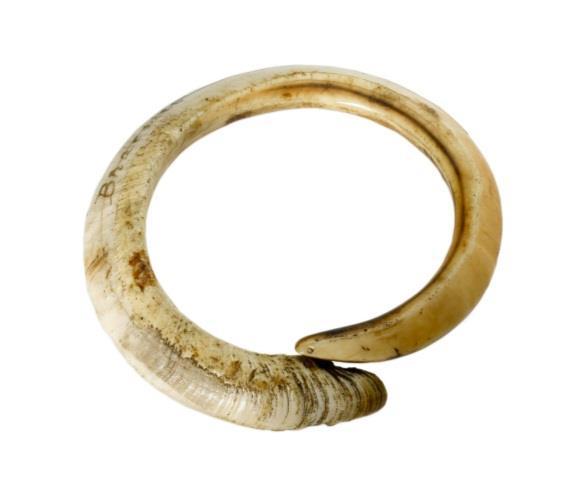 Boar tusk The tusks of pigs continue to be valued in the Pacific today and are particularly associated with Papua New Guinea, Vanuatu, Solomon Islands and Fiji.