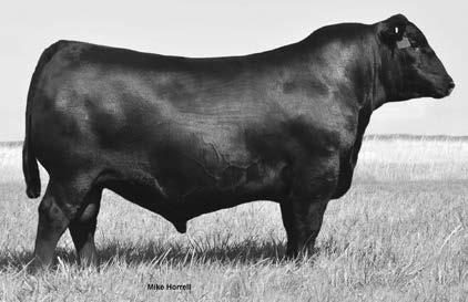 2 +56 +88 +24 The top-selling leadoff bull of the 2012 April Valley Sale where he earned the largest Ribeye Area EPD, and