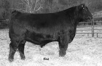 APRIL VALLEY ANGUS VALLEY BULLS Page 38 AVF ANGUS