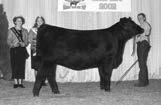 AVF BLACKCAP 4160 - This North American Junior Show Grand Champion is the grandam of Lots 59, 60, 95 and 121.