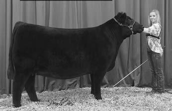 This popular champion for the Flory family was produced