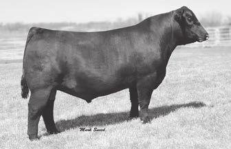 He is sired by the Pathfinder Sire, SAV Final Answer 0035, from the Pathfinder Dam, SAV Blackcap May 5530, who also produced SAV Brand Name 9115 and the leadoff bulls of the 2015 SAV Sale.